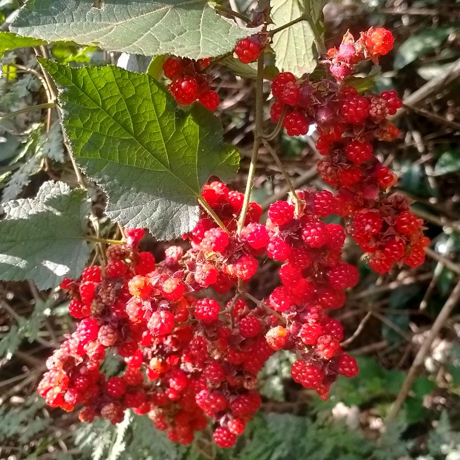 蜂王