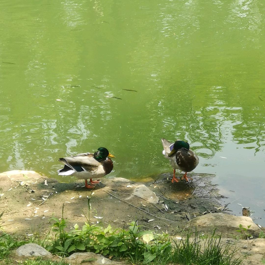 阿力叔叔朗诵