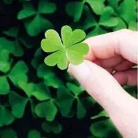 chen🍀