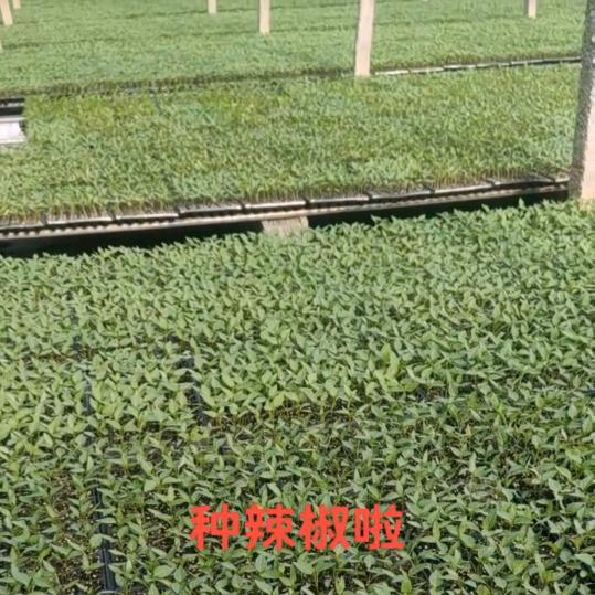 种苗育苗基地