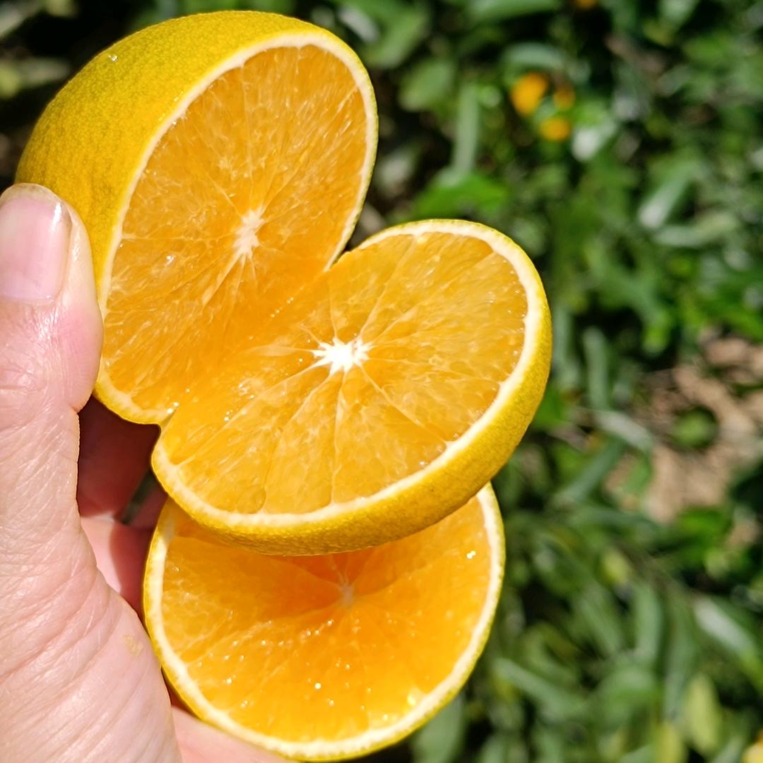 刘二姐的红江橙