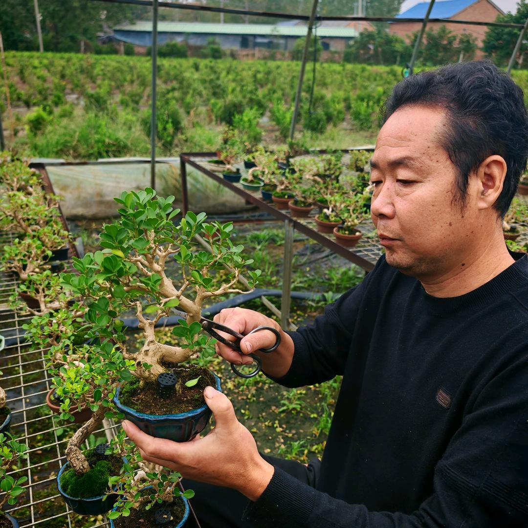 艺锦园艺精选
