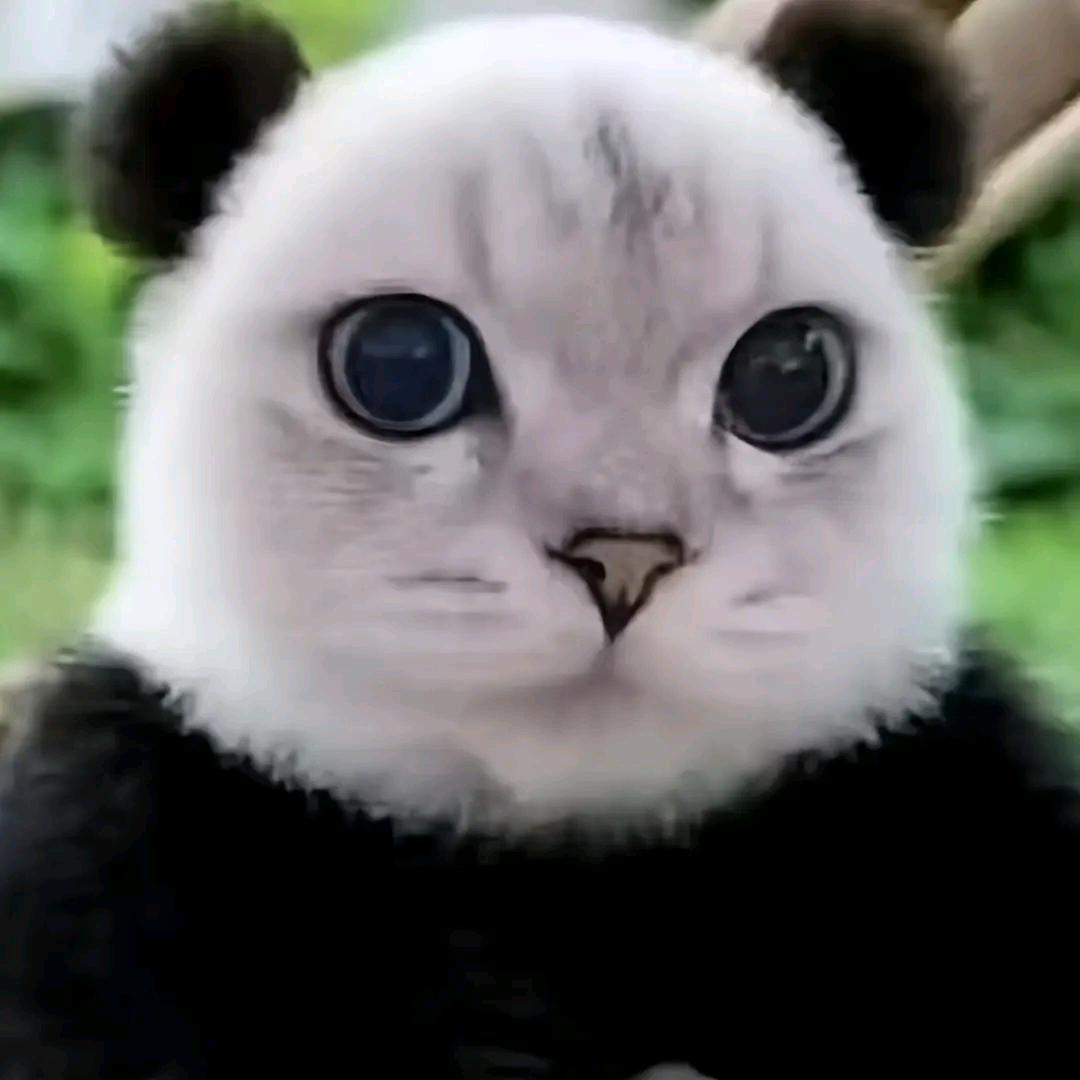 网名叫做小熊猫