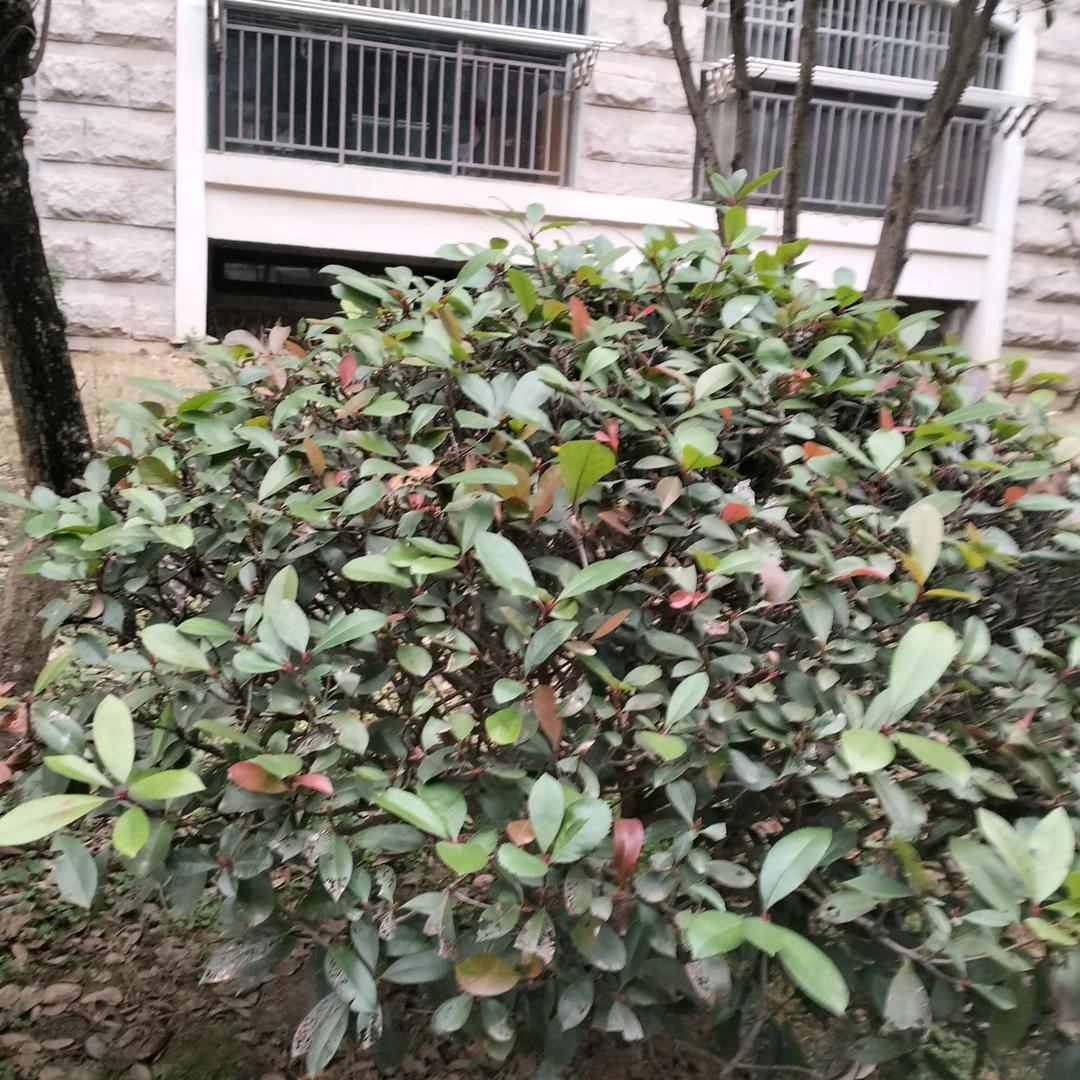 祥芝