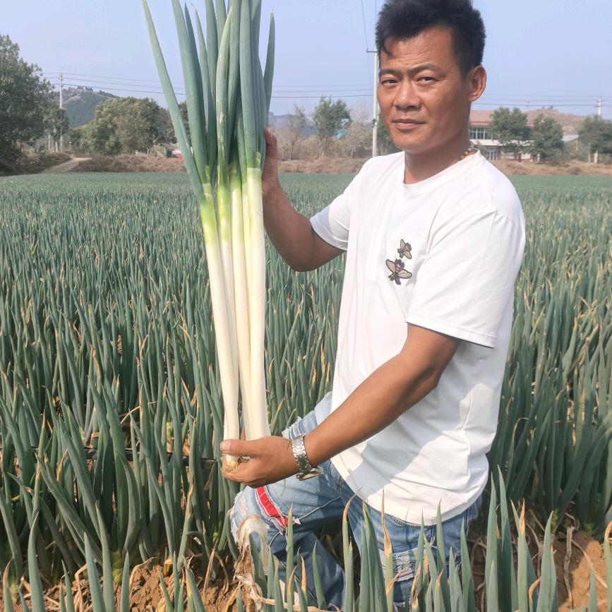 大葱一哥《青州》