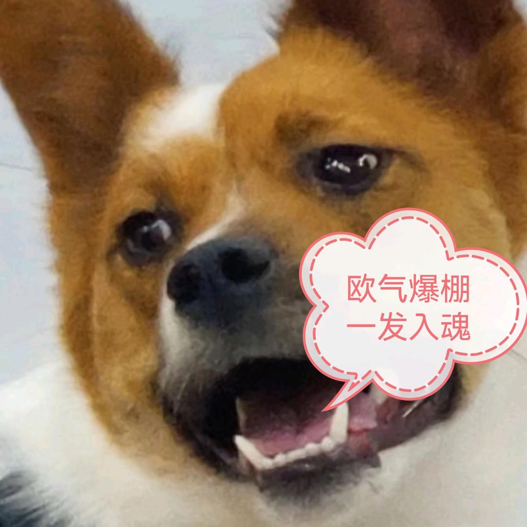 土豆潮玩谷子店