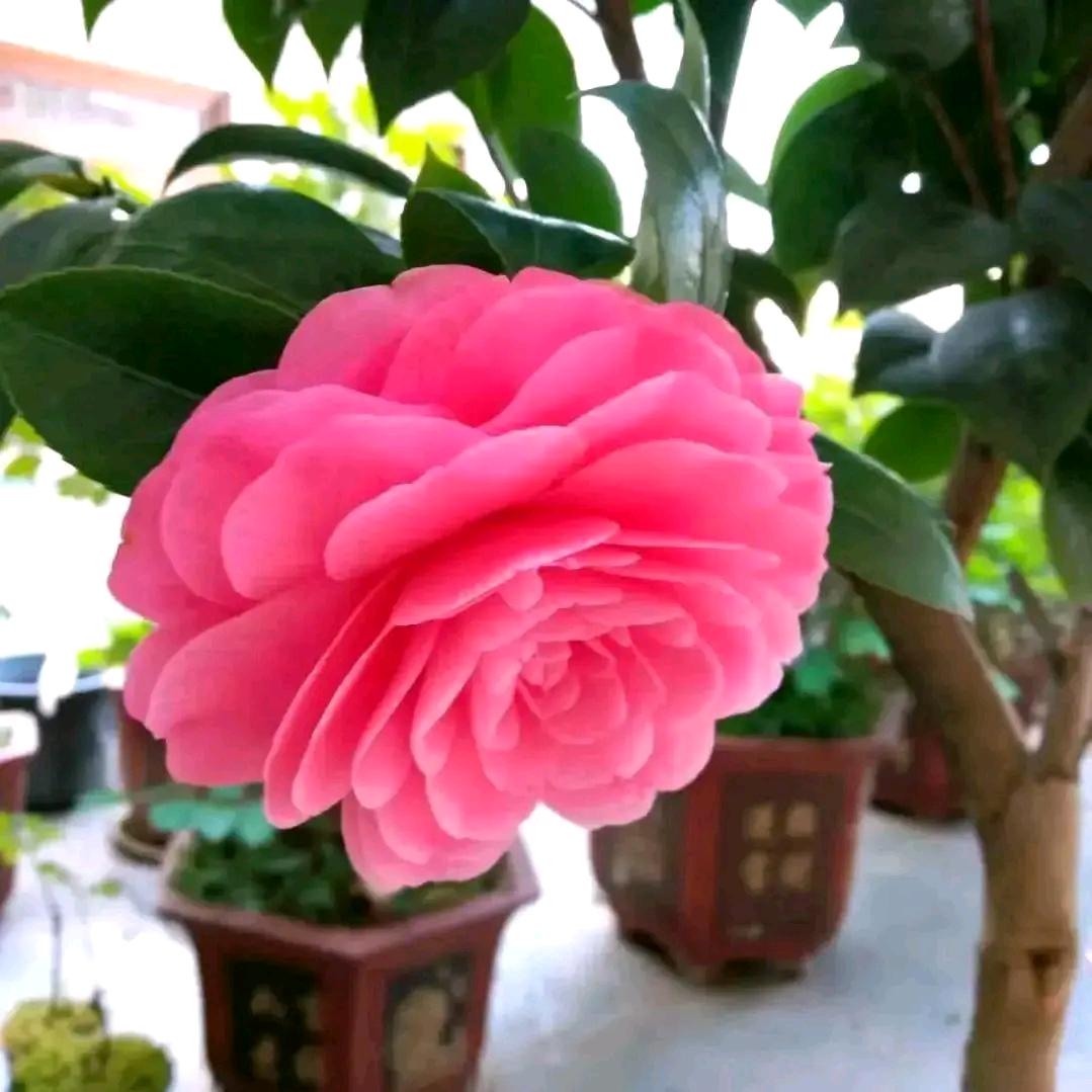 美丽的花