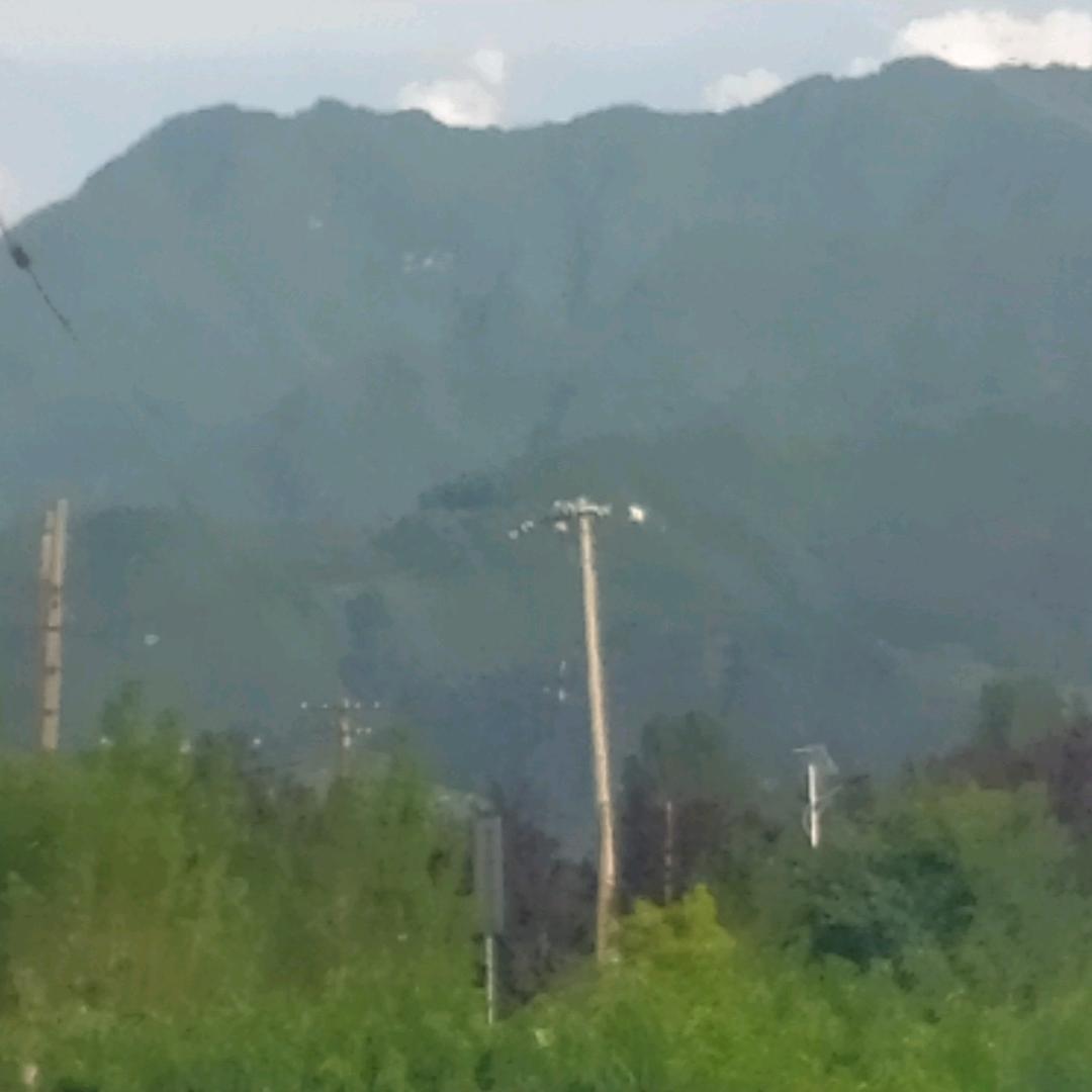 垂柳
