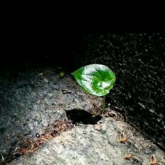 践行