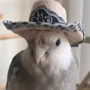 鹦鹉简爱江🦜🤠