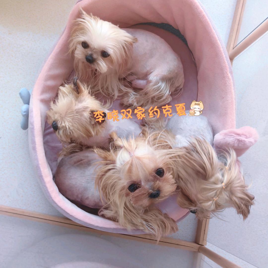 李晓双家🍒约克夏马尔济斯