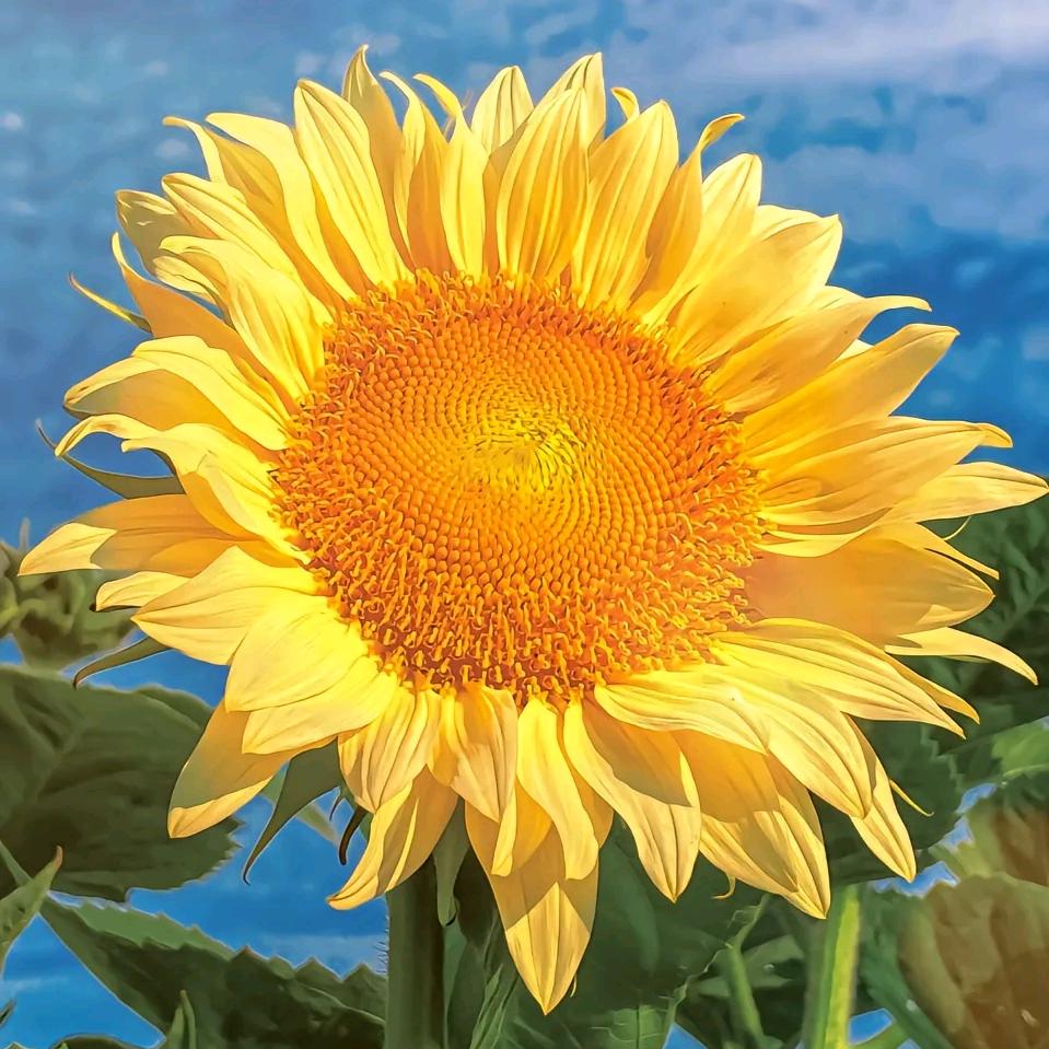 🌸三凤🌸325702502355