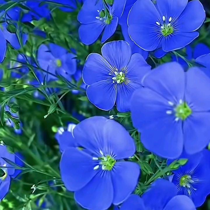 玫瑰🌹🌹花开