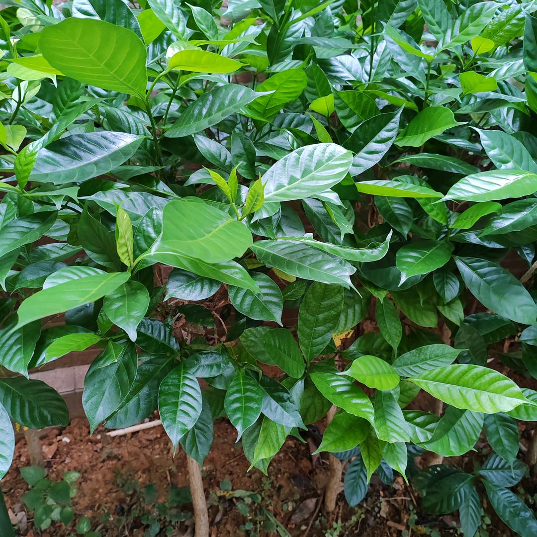 晶晶68