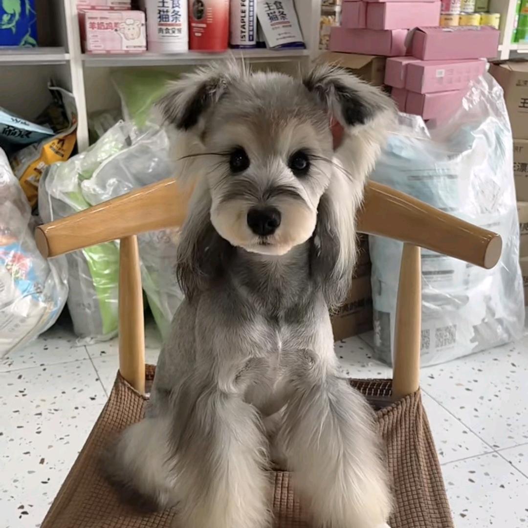 泗洪县小精灵宠物店（个体工商户）