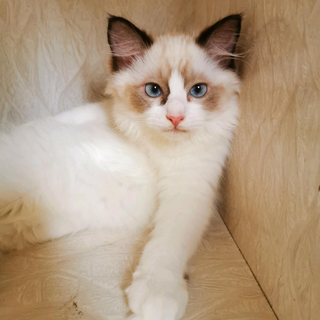 🤪铲屎官杂事局♥