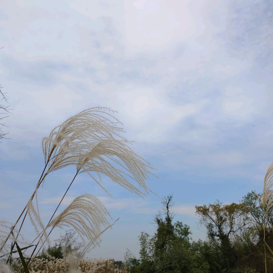 小夏夏zhiyaoxiaoxia