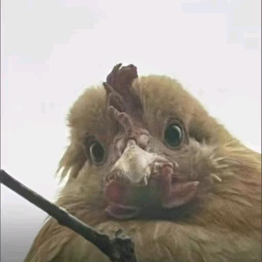 咯咯哒