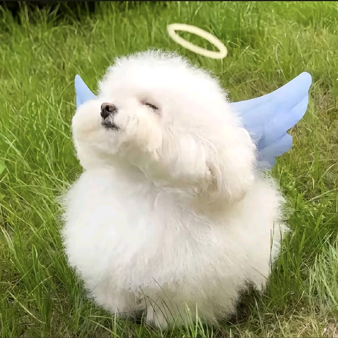 藕片