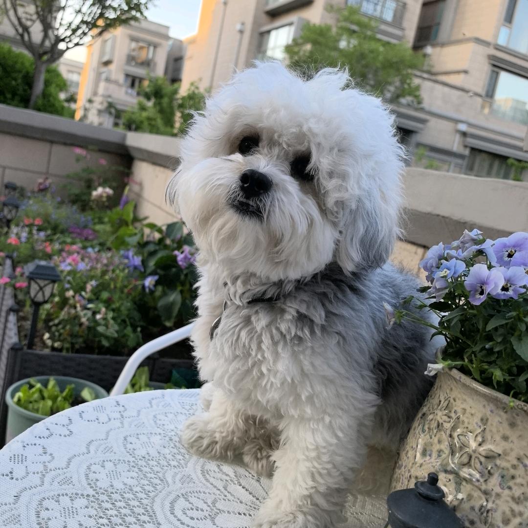 cece💕的花生
