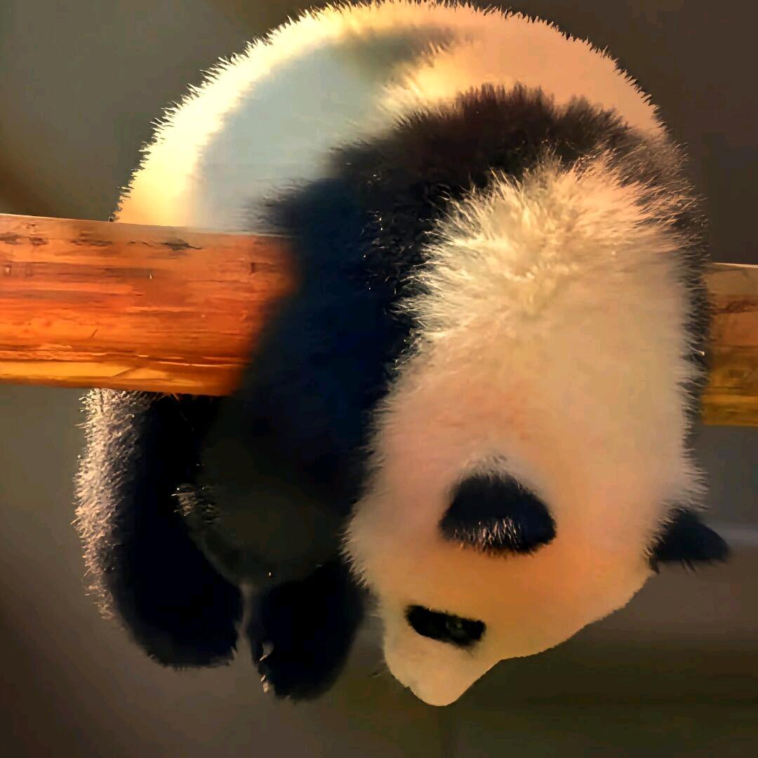 李观观