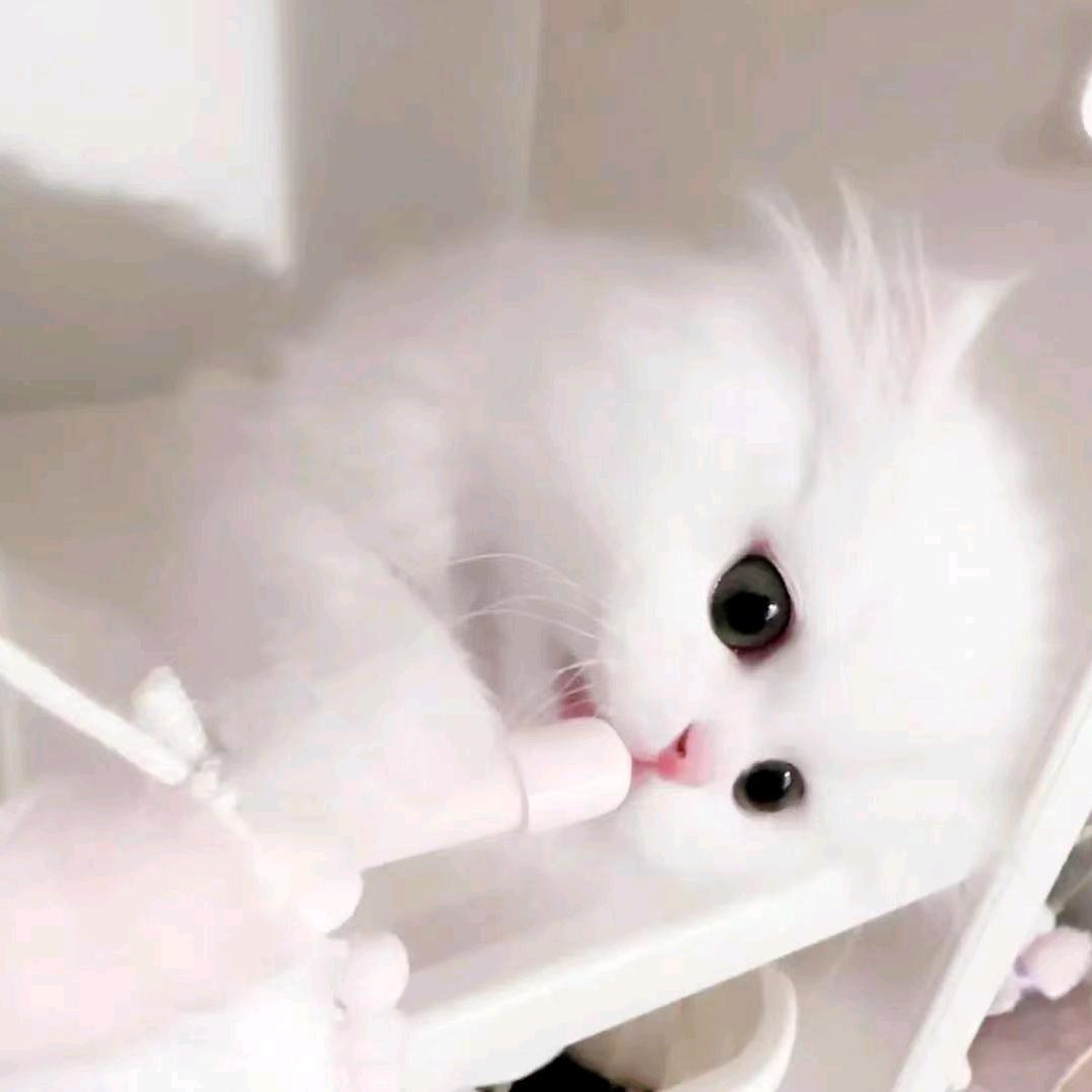 茜木花