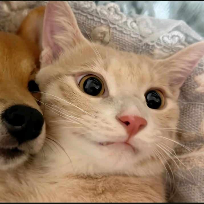 熊熊熊