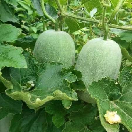 鲜果蔬菜供应链曾大姐