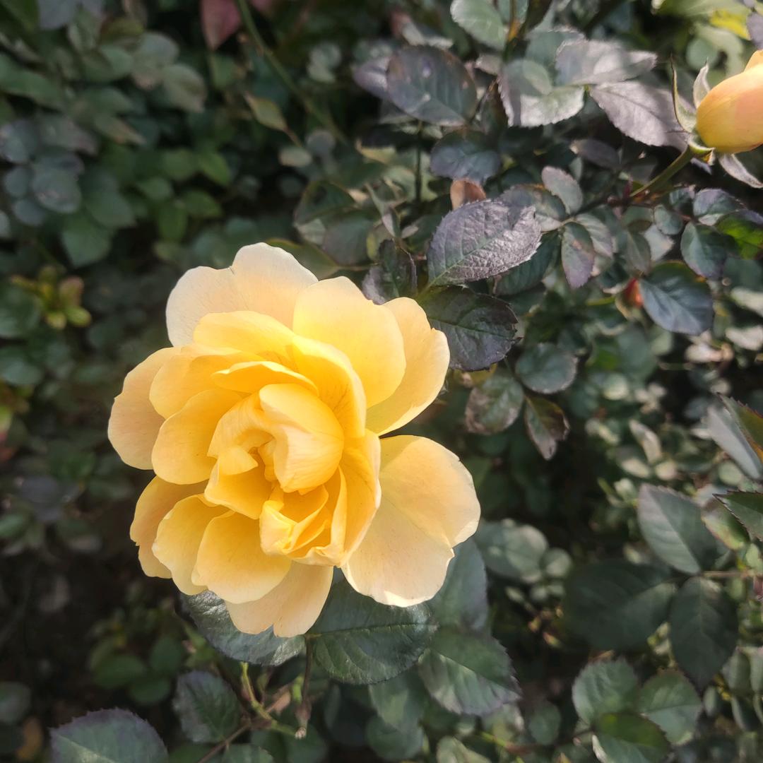 美丽人生🌷🐃