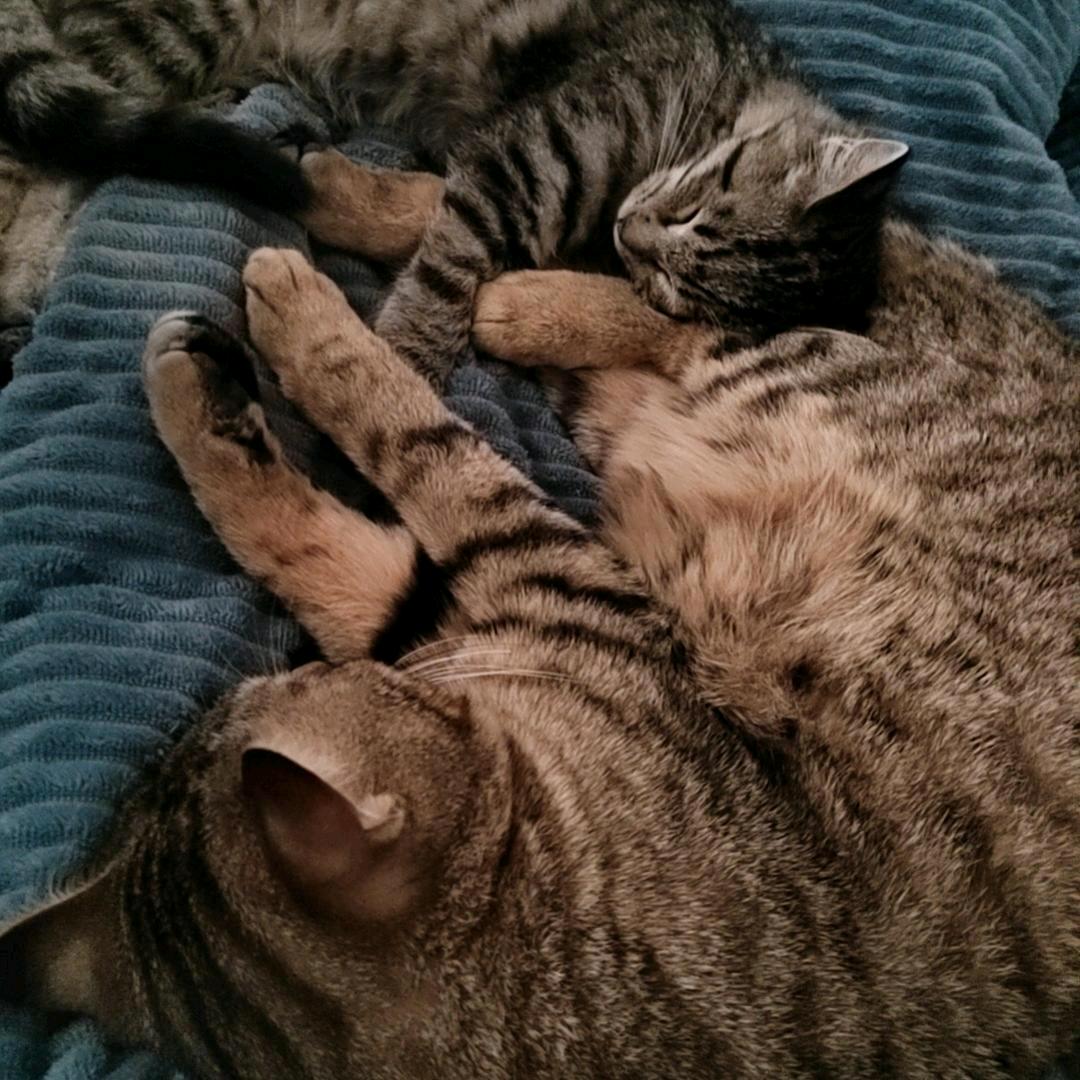 泡芙是悠咪             ༽༽