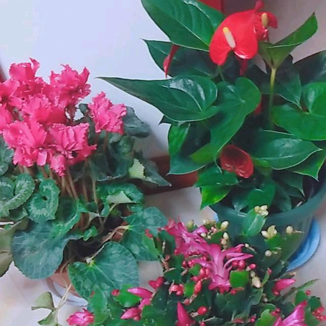 经典老歌
