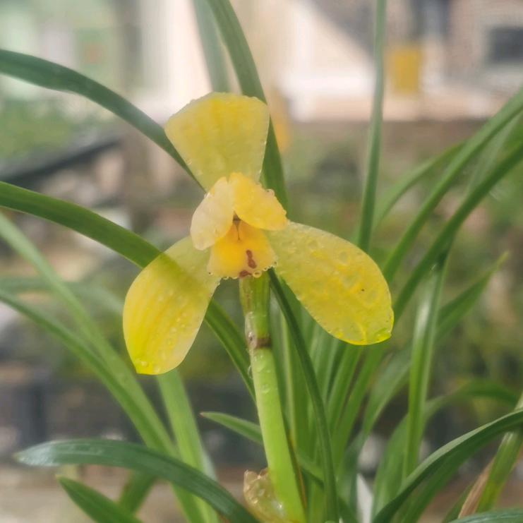 锦梦兰香花卉优品