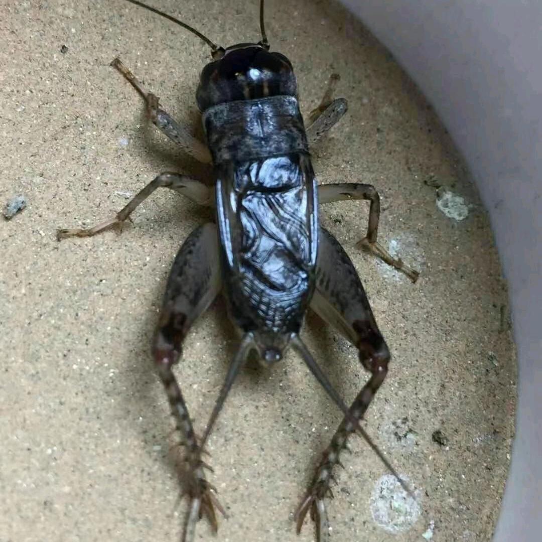 谁与争锋  秋虫汇