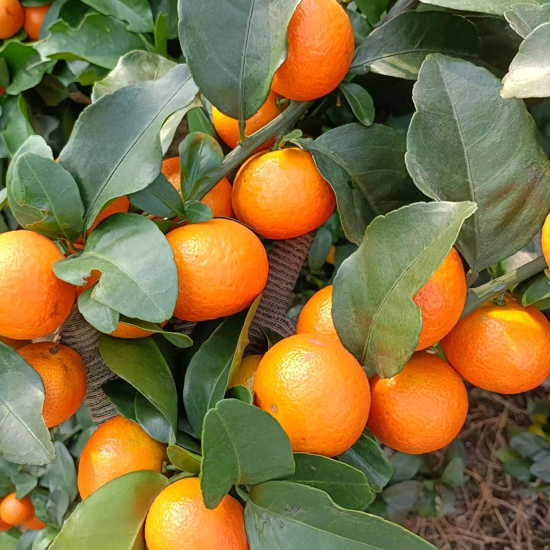 果木岛嘉苗绿植专卖店