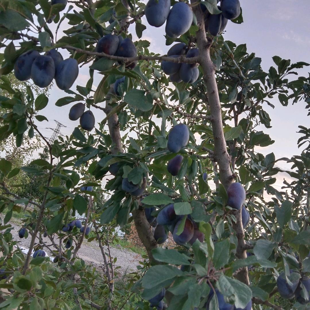 栅处！记忆