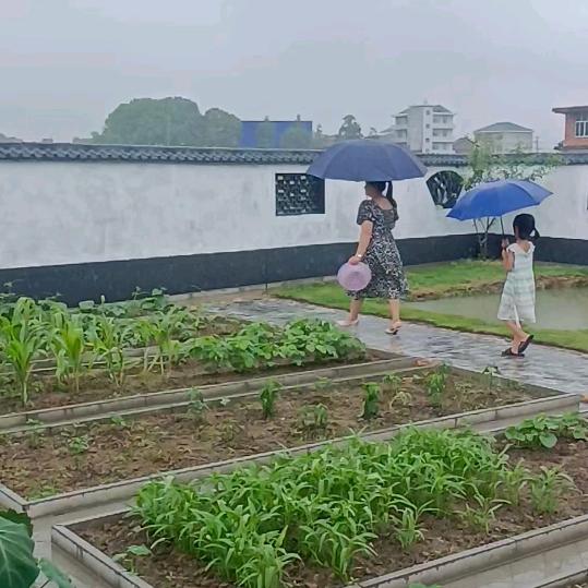 炎陵菜地板一小陈