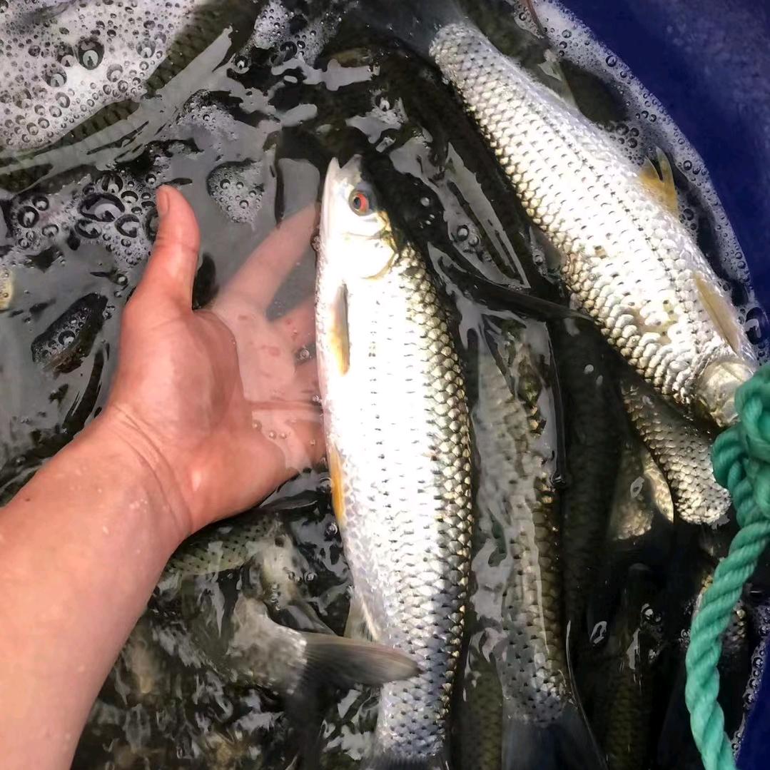 煜煜生威