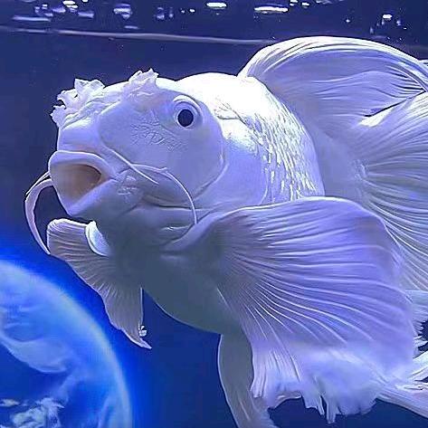 石柏仟水族水景