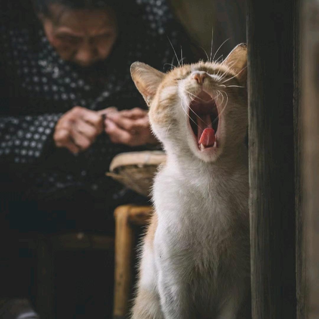 大猫猫🐯