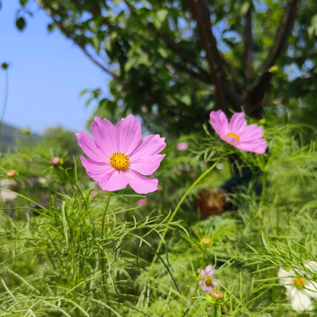 凝弦月痕