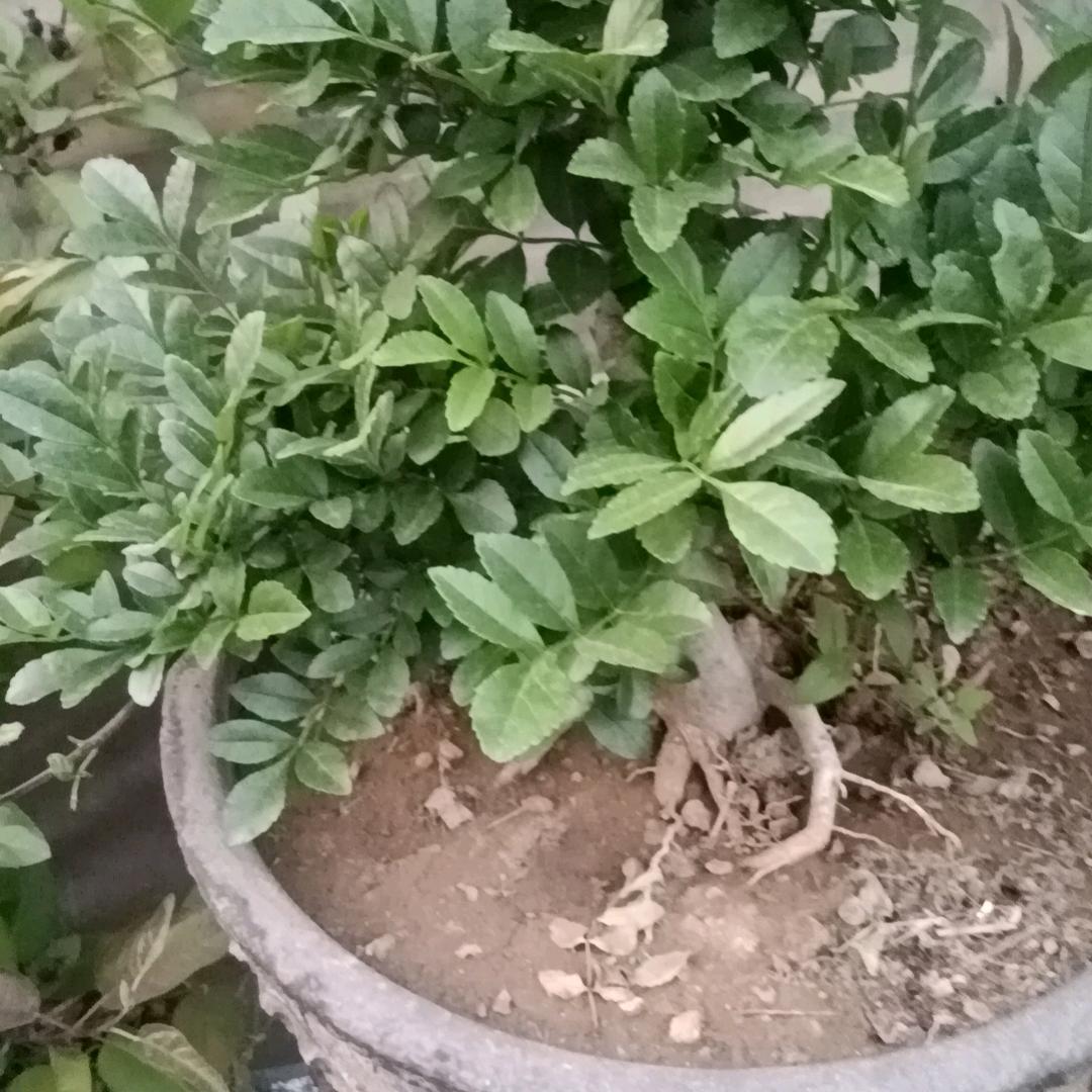 平安一生