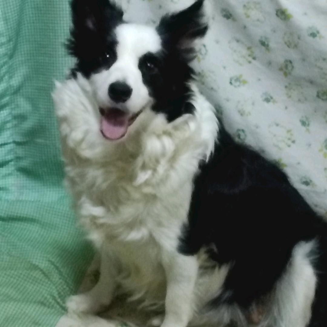 边境牧羊犬…多多