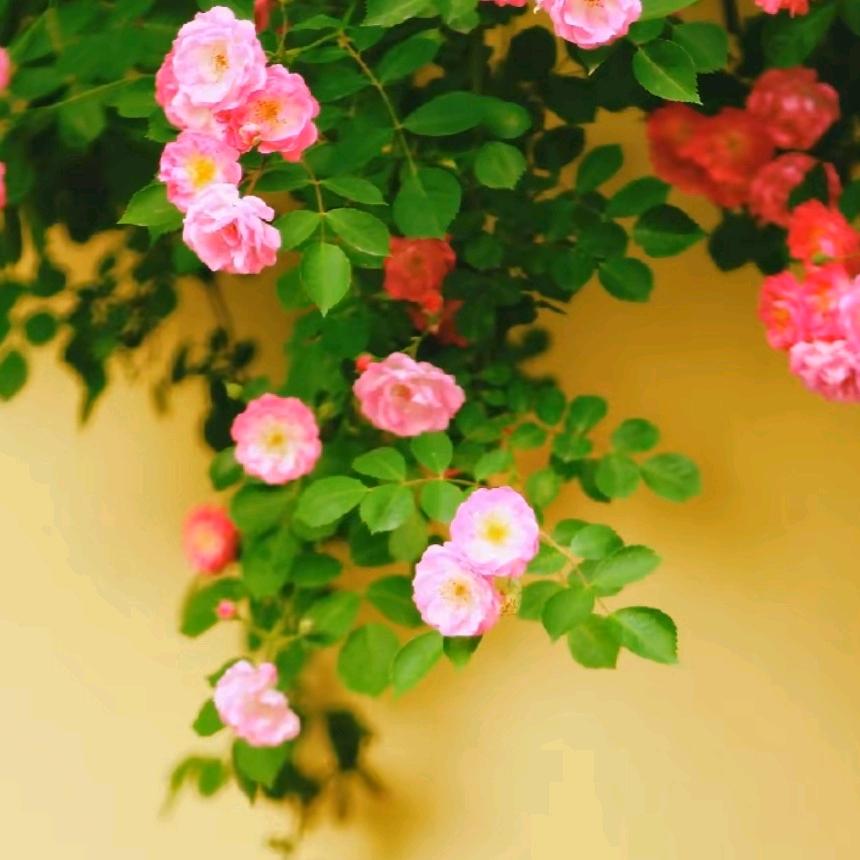 放下执念，坦然，释然🌺