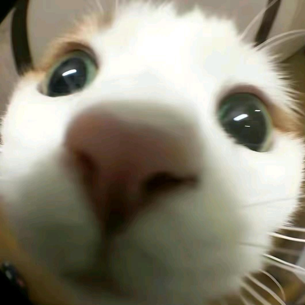 会飞的鱼.