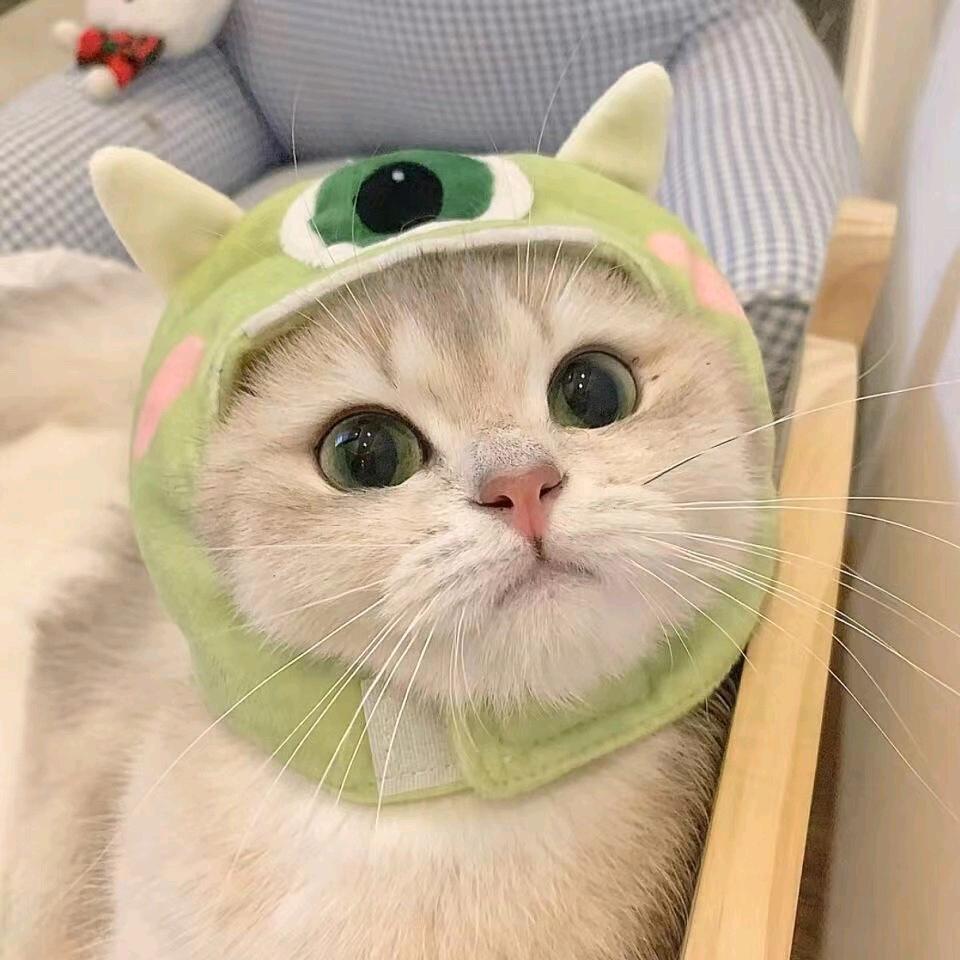 想做只猫