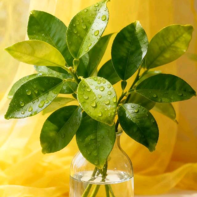 🌻狮狮筎譩🌻