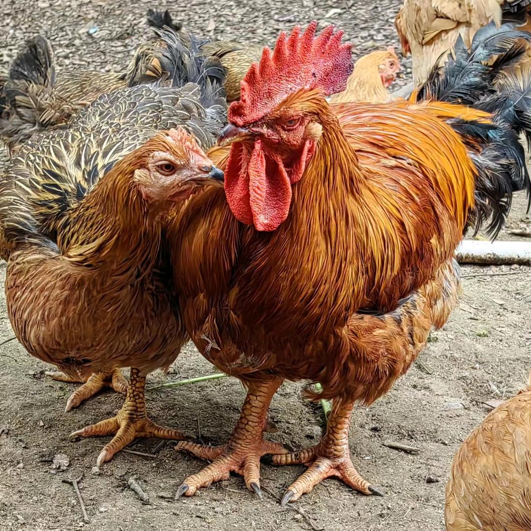 大亚湾旺哥农场土鸡鸭鹅养殖及配送