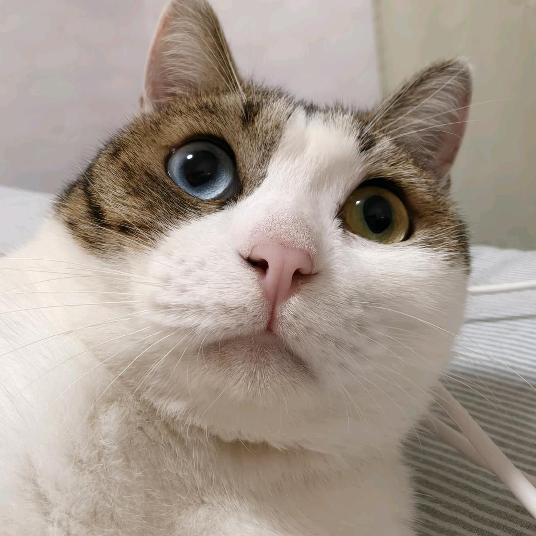 以七