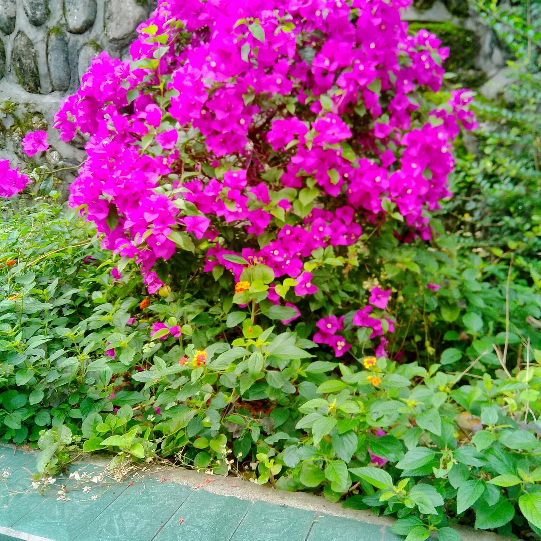 汀田