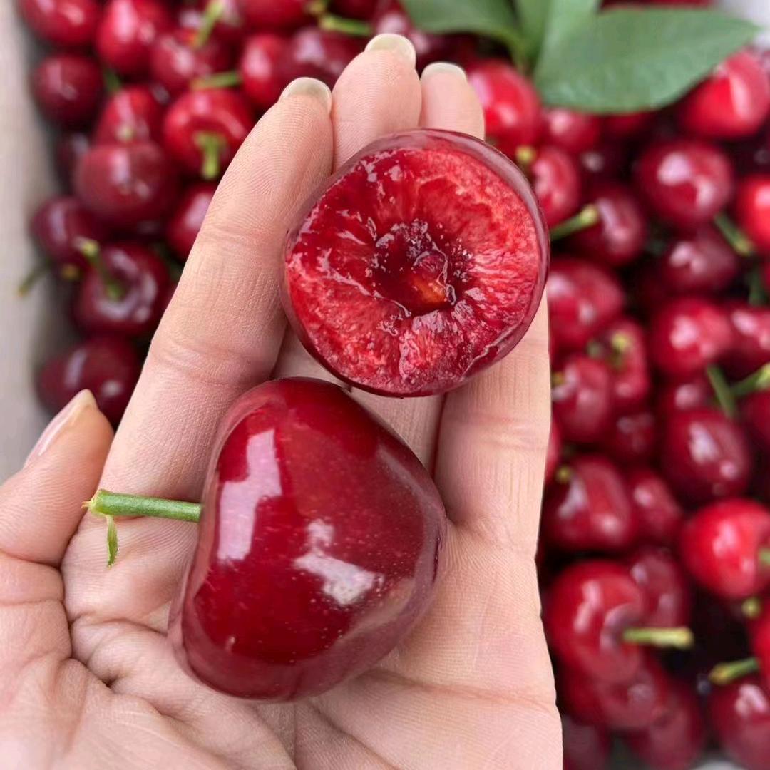 邹东樱桃家庭农场